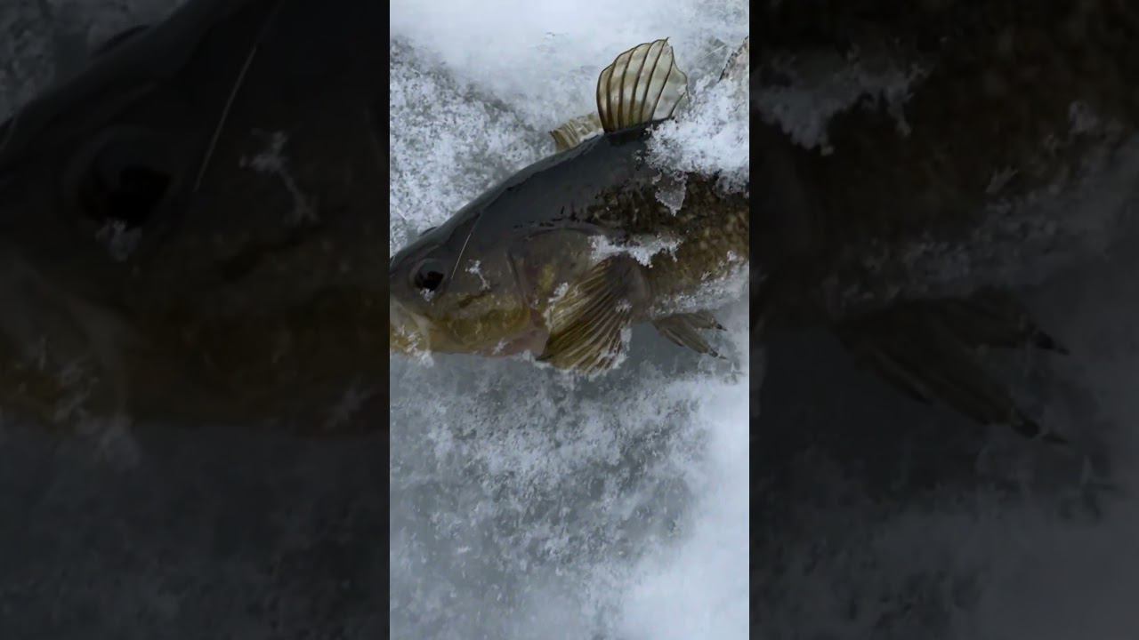 Ротан на подвеску #рыбалкакстово #ротан #первыйлёд #зимняяудочка смотреть онлайн