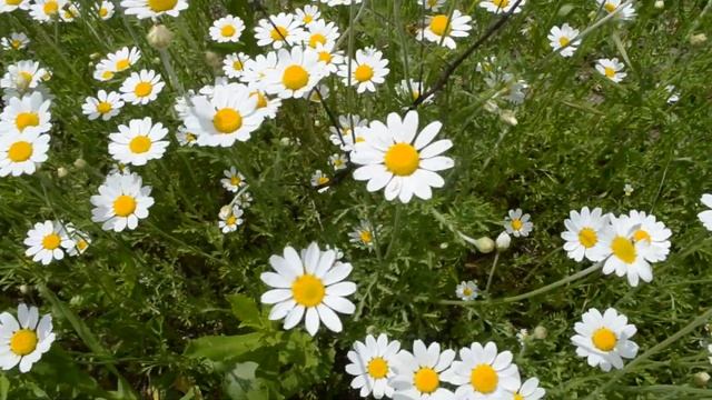 ФУТАЖ Белые ромашки Полевые ромашки смотреть онлайн