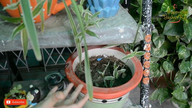 Top 5 Air Purifying Indoor Plants | Best oxygen giving plants | Superstar Yashvi Raj смотреть онлайн