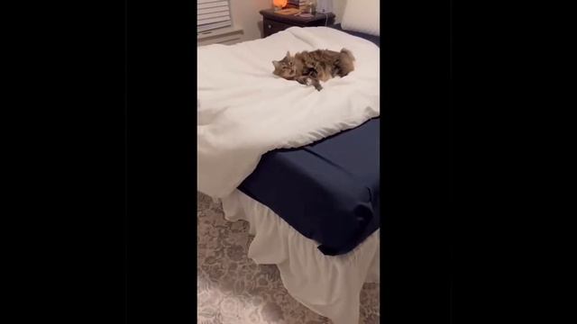 📹  Самые новые смешные животные 2023😂 Смешные коты и собаки - Animal Club