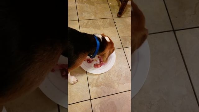 Loki the beagle eating like a little pig смотреть онлайн