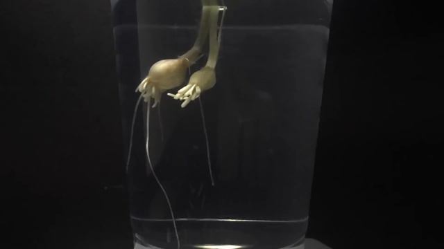 Timelapse: Growth Of Root- Allium Monanthum