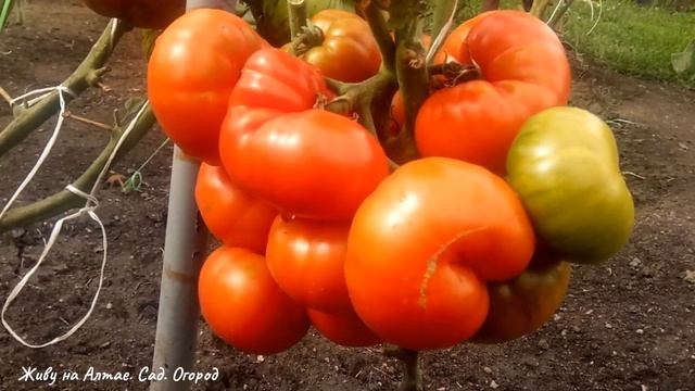 ЭТОМУ ТОМАТУ БОЛЬШЕ ВЕКА смотреть онлайн