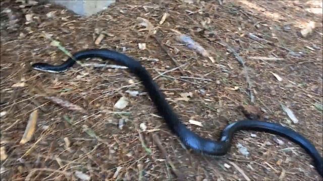 Elaphe [Pantherophis] obsoleta смотреть онлайн