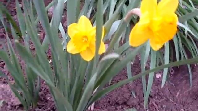 Самые красивые стихи про нарцисс. смотреть онлайн