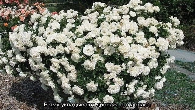Роза Бланк Мейяндекор (Blanc Meillandecor) — характеристики культуры смотреть онлайн