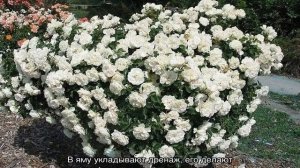 Роза Бланк Мейяндекор (Blanc Meillandecor) — характеристики культуры