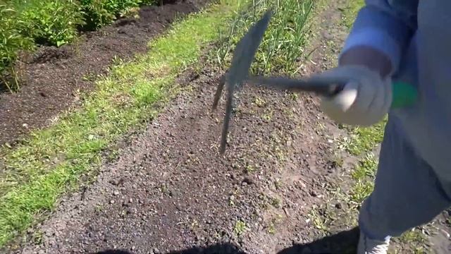 ПРАВИЛЬНАЯ посадка ЛУКА ПОРЕЙ в открытый грунт! Как высадить рассаду и получить 100% результат! смотреть онлайн