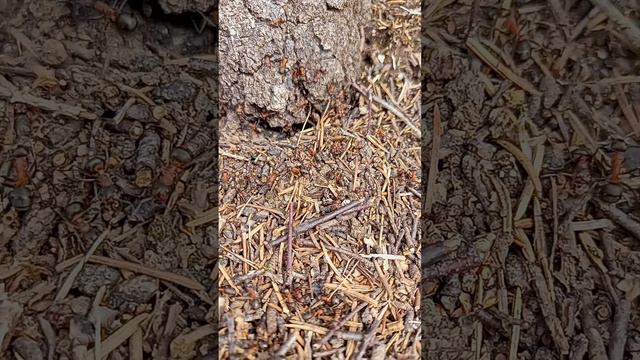 Пришла весна, проснулись рыжие лесные муравьи смотреть онлайн