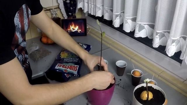 Польское авокадо. Посадить Авокадо. Пересадить Авокадо. смотреть онлайн