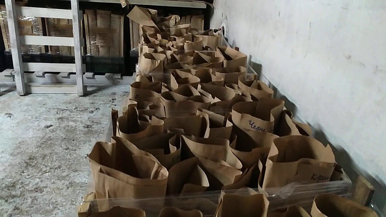 Хранение срезанных тюльпанов. смотреть онлайн
