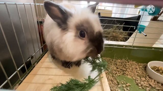 Любимое лакомство кролика Гучи?? смотреть онлайн