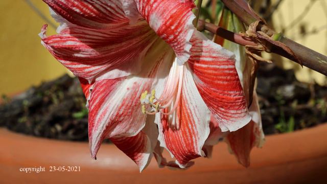 Azucena (en Maceta) 5 смотреть онлайн
