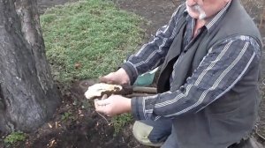 Посадка саженца черешни. Молодая черешня взамен старой