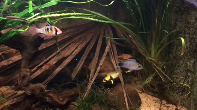 Apistogramma Panduro, guarding eggs or fry смотреть онлайн