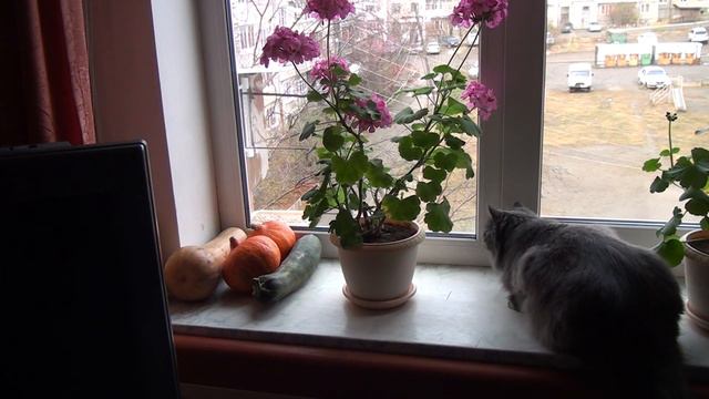 Активный просмотр смотреть онлайн