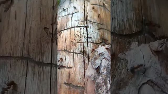 муравей, муравьи, муравейник смотреть онлайн