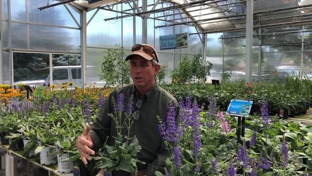 Fashionista Salvia Midnight Model Salvia | Perennial