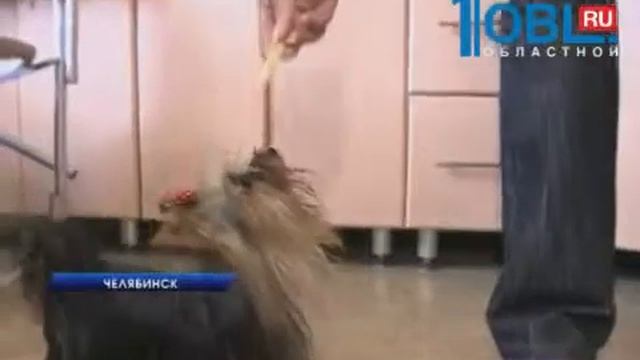 Самая маленькая собака в России канал ОТВ. смотреть онлайн