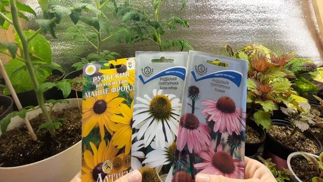 РАССАДА В ЯНВАРЕ. смотреть онлайн