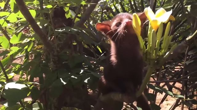 Кофе Luwak — самый дорогой кофе в мире смотреть онлайн