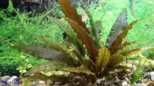 Жесткость аквариумной воды GH, KH. Качество жесткой воды. Как понизить и повысить жесткость.