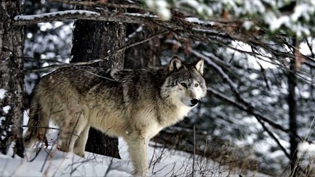 Волк спас леснику жизнь!!!