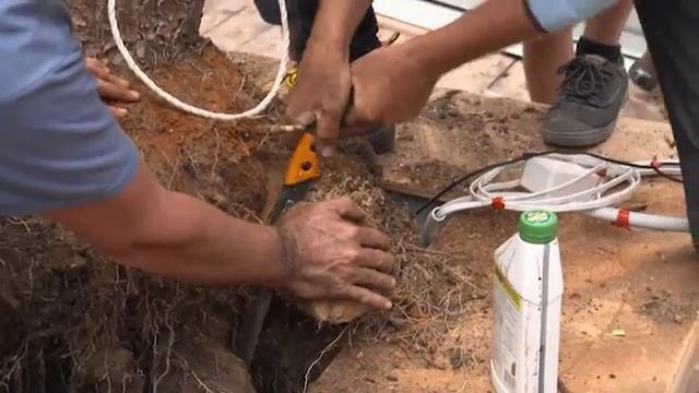 The Garden Gurus - Transplanting Frangipani смотреть онлайн