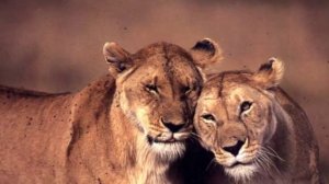 Львы с Львицами
