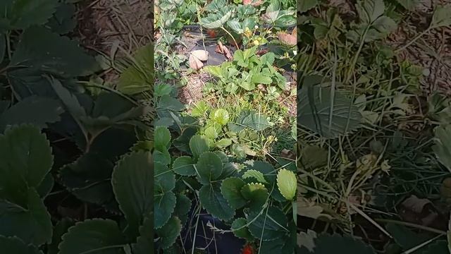 сколько можно заработать на клубнике# зароботок на ягоде# смотреть онлайн