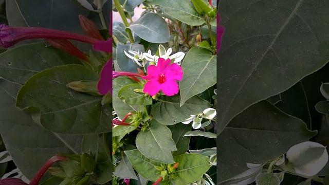 Мирабилис, ночная красавица, #shorts садовые цветы Mirabilis, night beauty, garden flowers смотреть онлайн