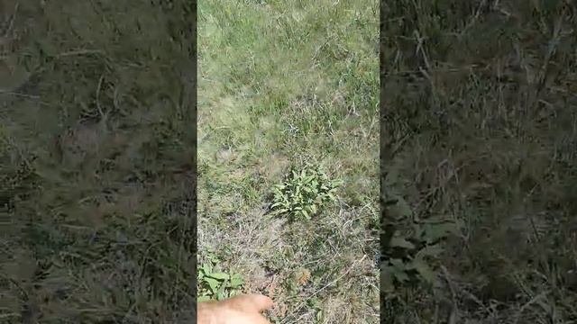 загородили участок электро пастухов смотреть онлайн