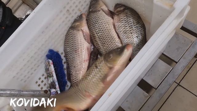 Покупка живой рыбы Короп в Еко маркете смотреть онлайн