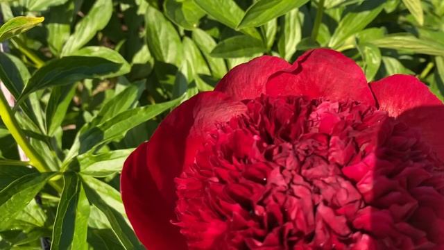 Пион Red Charm смотреть онлайн