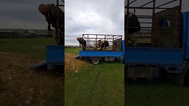 Купили корову, а в ней корова #cows #корова #коровка #коровы смотреть онлайн