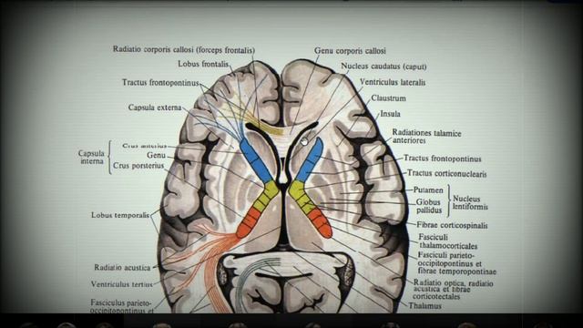 Анатомия с АВ. Базальные ядра (nuclei basales), боковые желудочки (ventriculi lateales). смотреть онлайн
