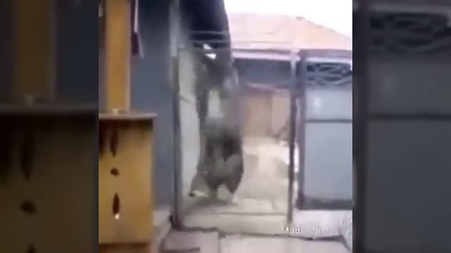 Кавказская овчарка смотреть онлайн