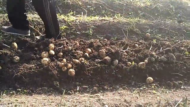 Копка картофеля 2018 на Урале смотреть онлайн