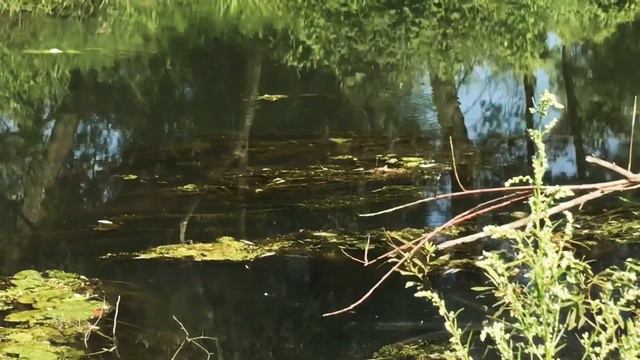 Отравленная рыба в воде!!!Уфа. Благовещенск.Турушла, р. Изяк смотреть онлайн