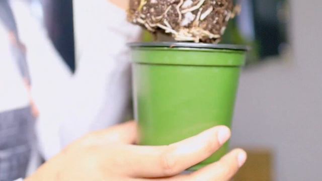 𝐈. ANTHURIUM REGALE THE 3RD • THE HISTORY • THE INBOXING • SEMI-HYDRO TRANSFER