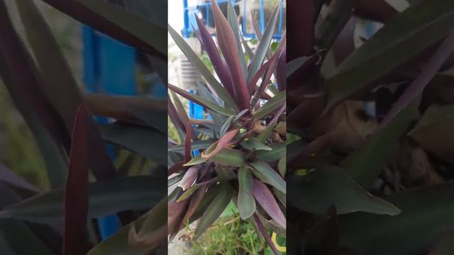 Rhoeo plant//keep in shade or sunlight// Easy To Grow plant 🤗👍👌🙏 смотреть онлайн