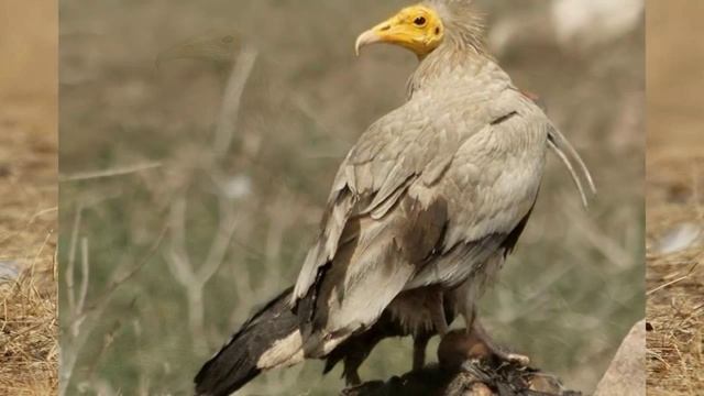 ABUTRE DO EGIPTO - NEOPHRON PERCNOPTERUS смотреть онлайн