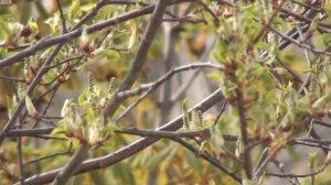 Весенняя природа май2020