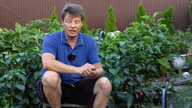 Дырки на листьях перца могут привести к потере урожая  Как защитить перец от вредителей