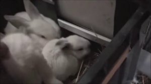 УМЕРЛА КРОЛЬЧИХА маленькие крольчата остались ЧТО ДЕЛАТЬ