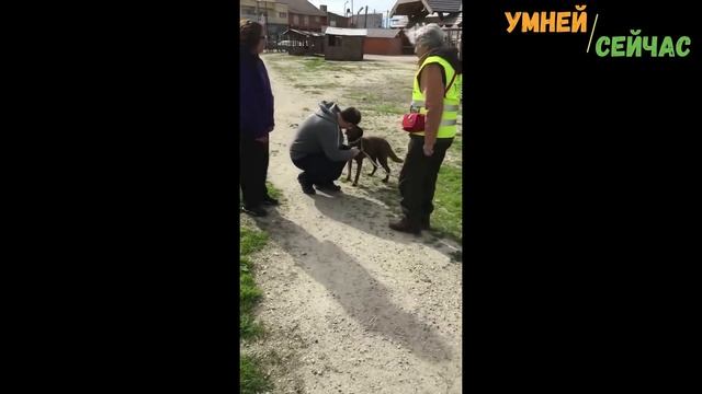 Грустная собака 2 года ждала своего хозяина. И вот эта встреча состоялась! Трогательно до слез. смотреть онлайн