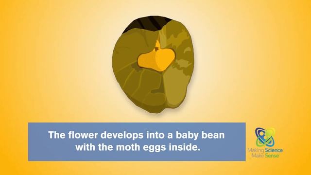 Why do jumping beans jump? смотреть онлайн