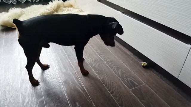 Пчела, ЛЕТИ!!! смотреть онлайн