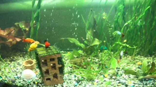 ЧИТАЙТЕ ОПИСАНИЕ!!! СУПЕР ДЕШЕВЫЙ ПАНОРАМНЫЙ АКВАРИУМ!!! КАК ОН ИЗМЕНИЛСЯ С МОМЕНТА ЗАПУСКА!!! смотреть онлайн