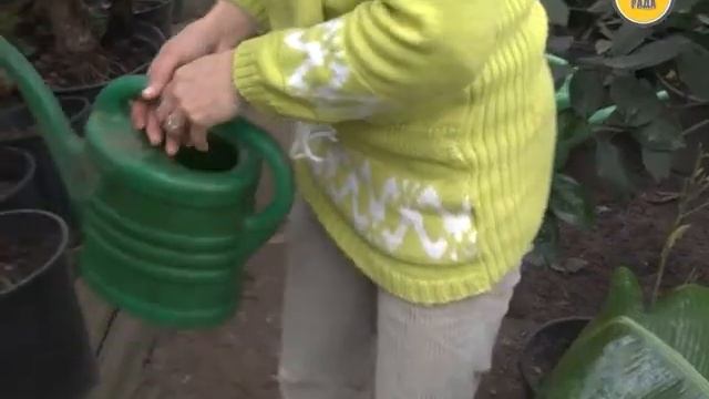 Екзотика на власному підвіконні смотреть онлайн